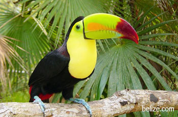 Belize National Symbols | Flag | Flower | Tree | Bird | Animal